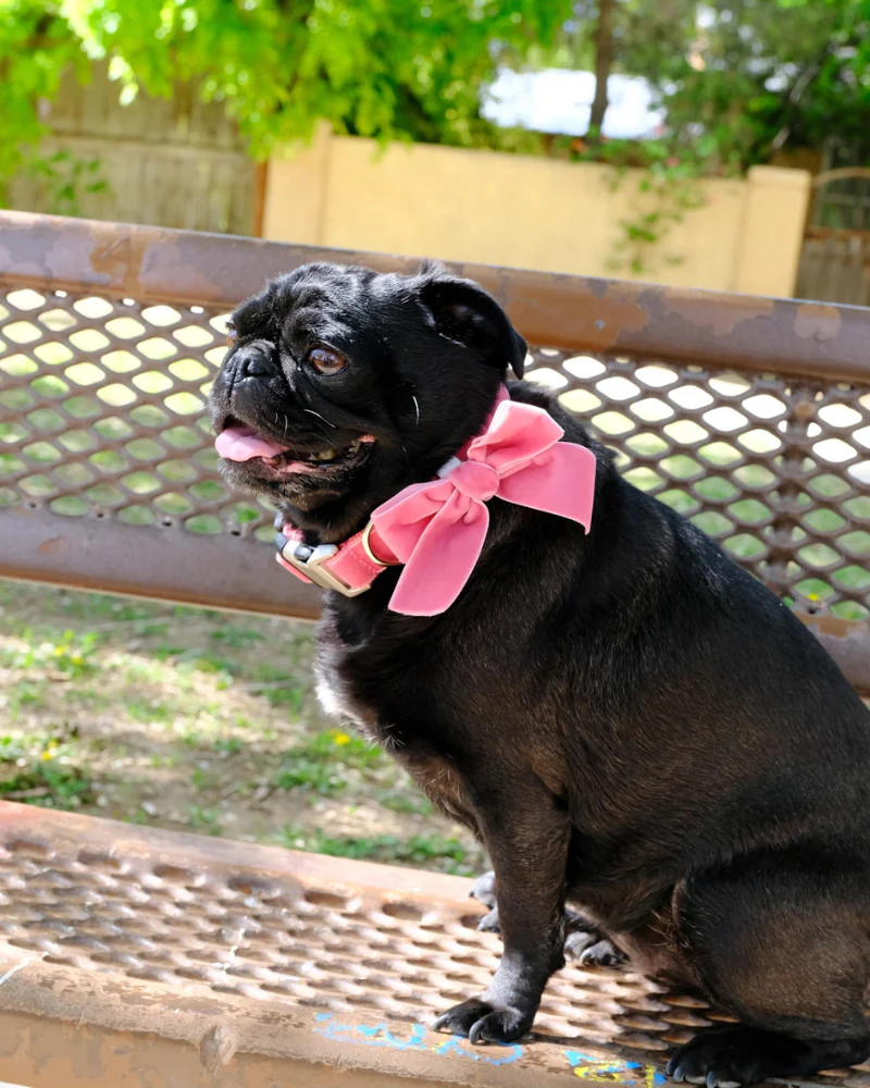 Velvet Dog Bow Collar Set in Primrose Pink (Made in the USA) - Image 6