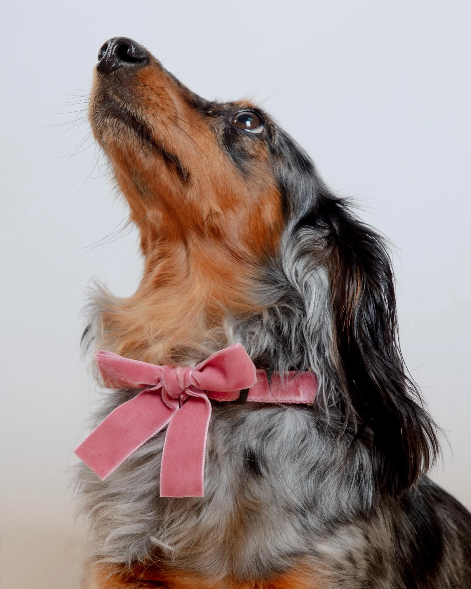 Velvet Dog Bow Collar & Leash Set in Primrose Pink - Image 8