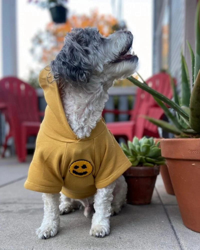 Have A Nice Day Dog Hoodie in Yellow (Made in the USA)<br>(FINAL SALE) - Image 3