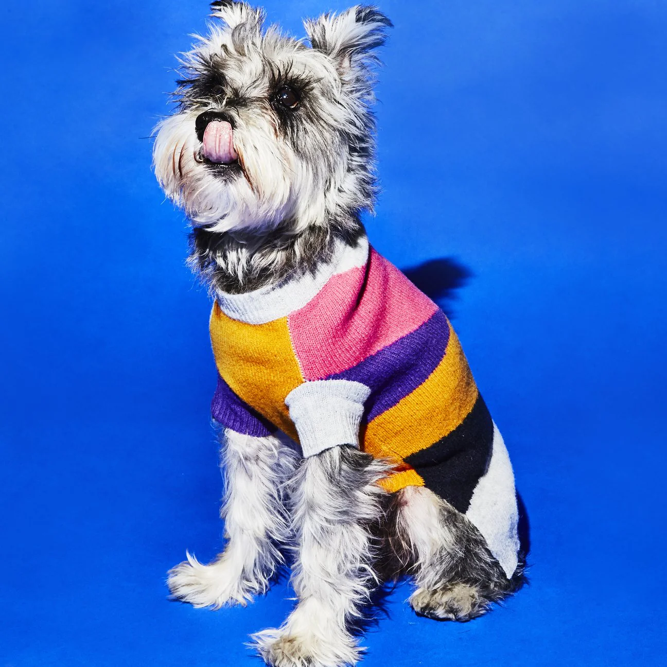 Asymmetric Dog Sweater in Grey << FINAL SALE >> - Image 3