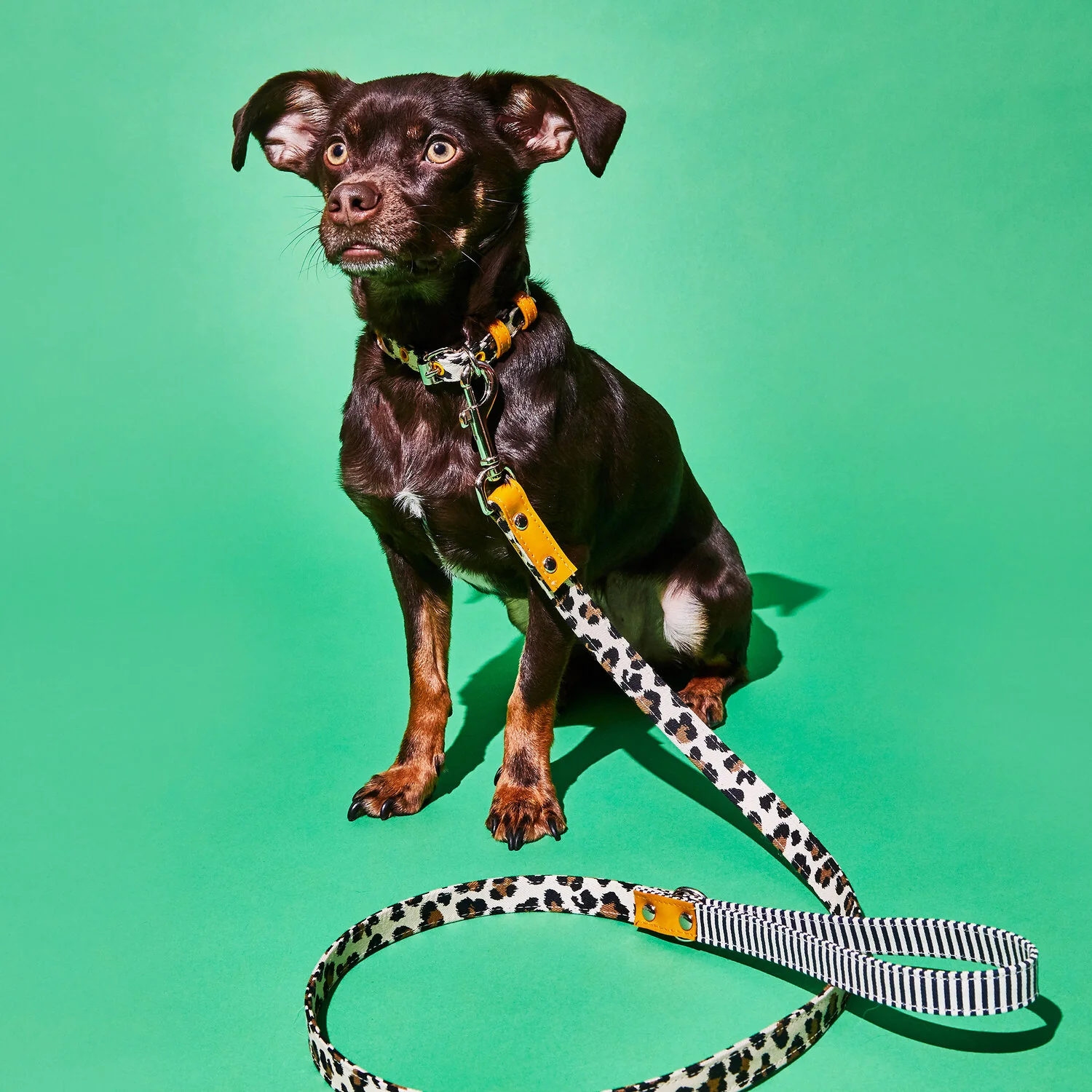 Leopard and Stripe Collar - Image 4