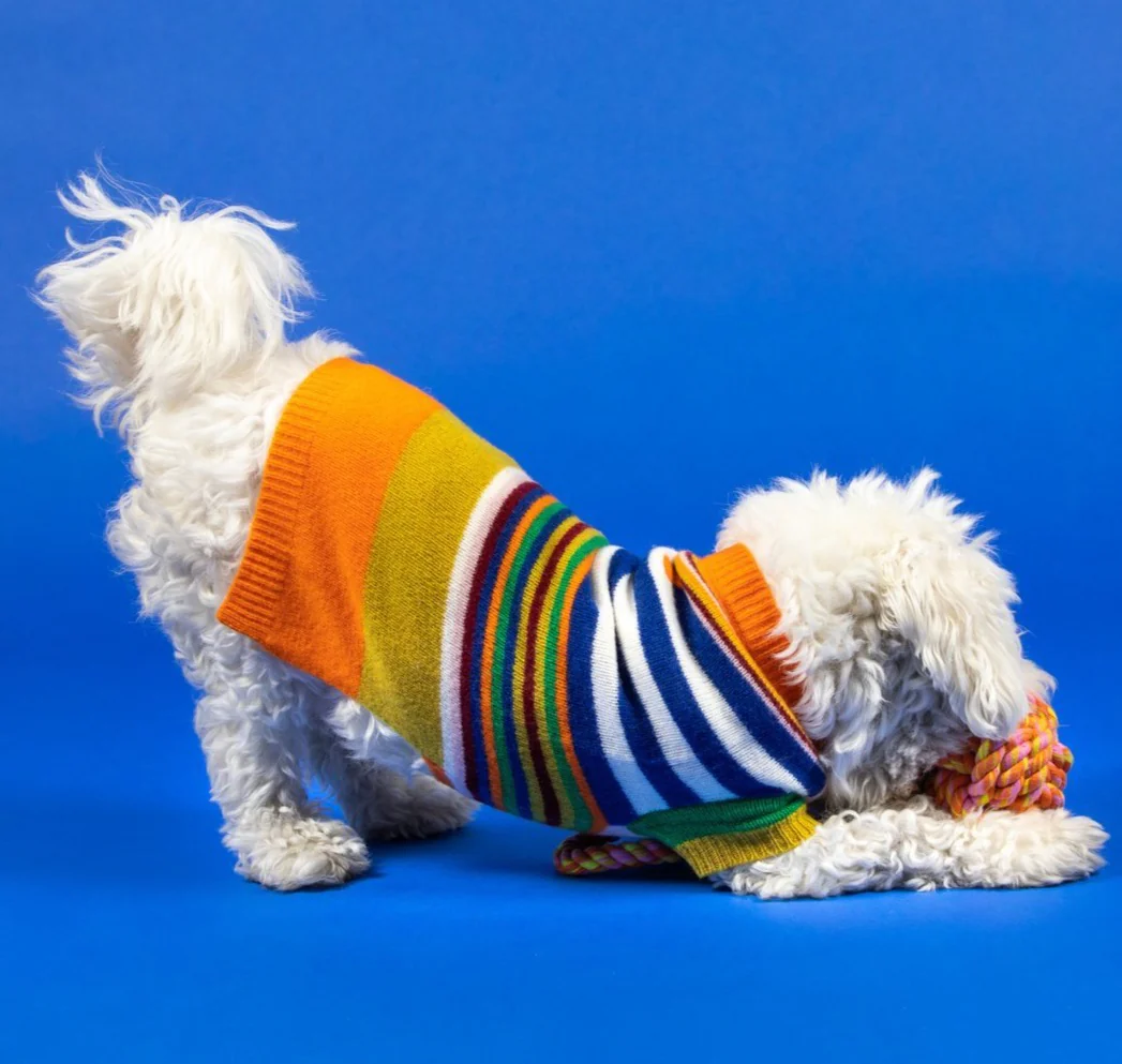 Multi-Striped Wool Dog Sweater << FINAL SALE >> - Image 5