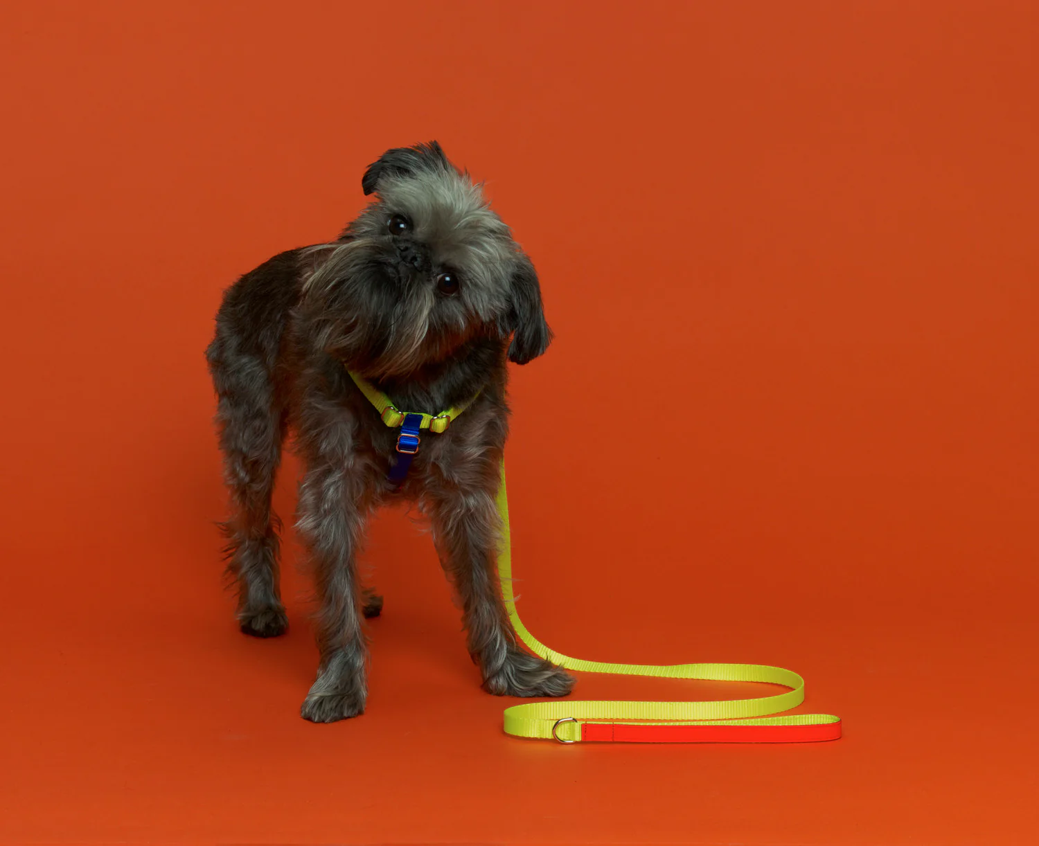 WARE of the DOG | Nylon Leash in Yellow/Orange - Image 2