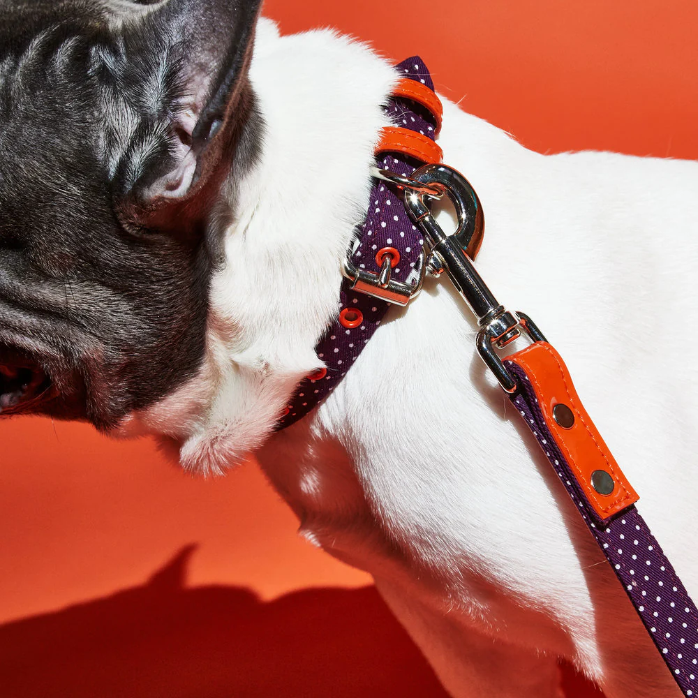WARE of the DOG | Polka Dot Canvas Collar - Image 2