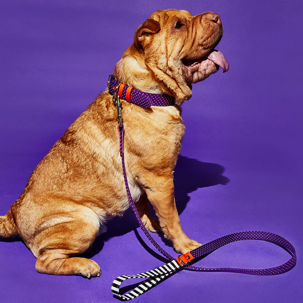 WARE of the DOG | Polka Dot Canvas Collar - Image 3