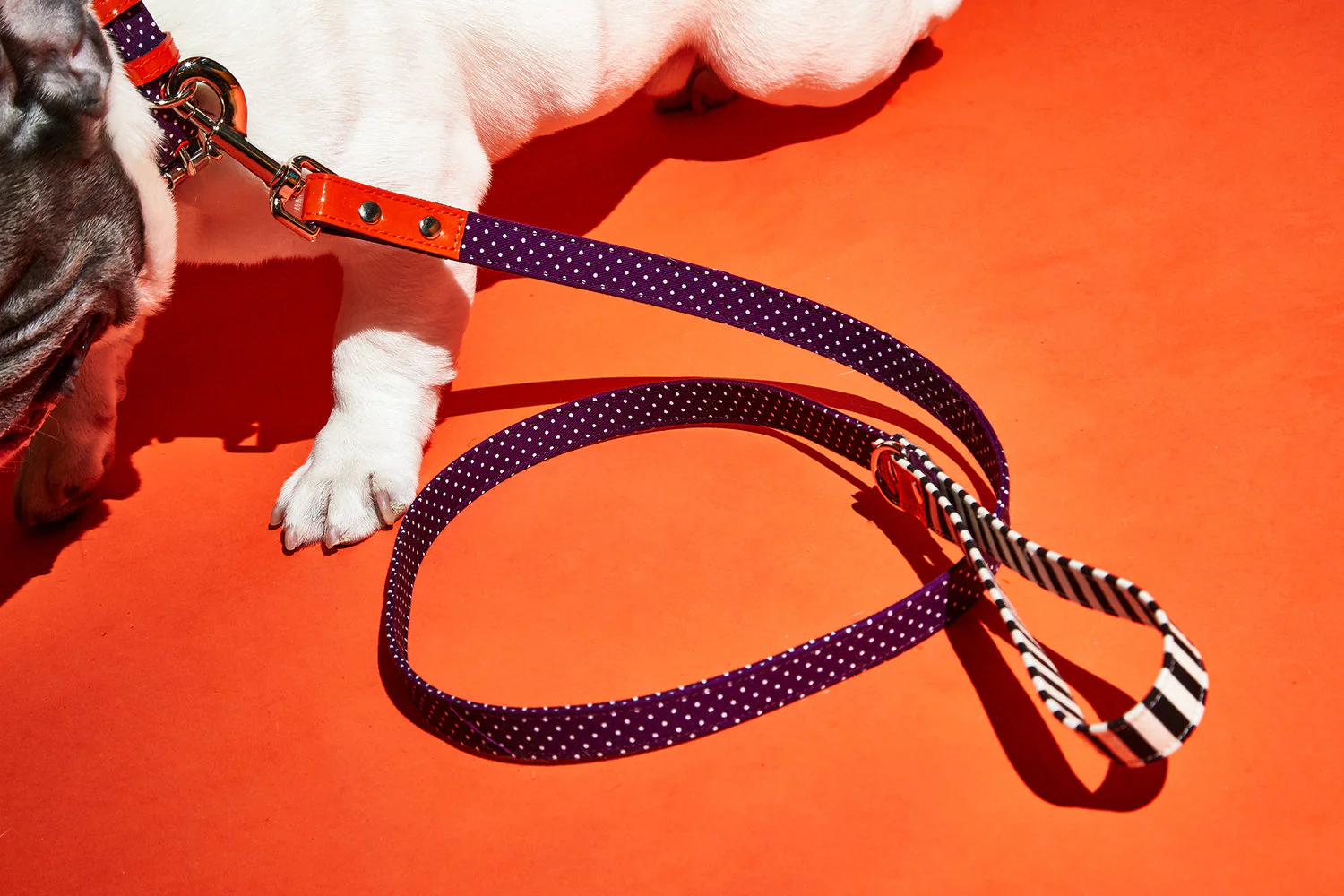 WARE of the DOG | Polka Dot Canvas Collar - Image 5