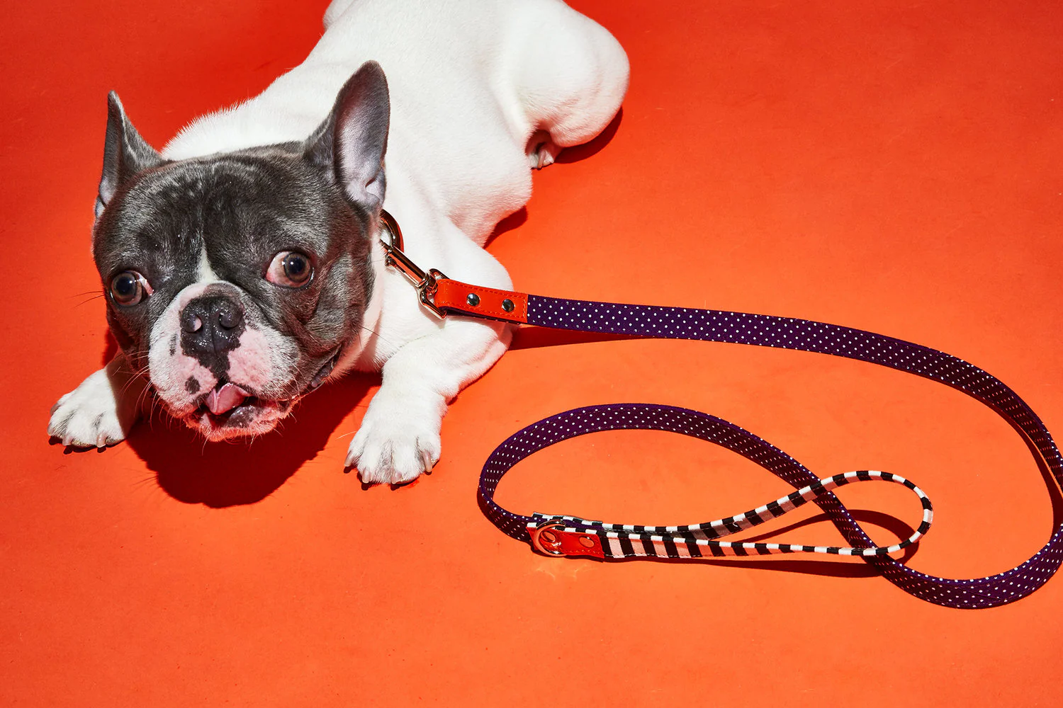 WARE of the DOG | Polka Dot Canvas Collar - Image 6