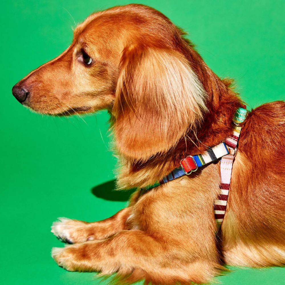 Webbing Nylon Dog Harness in Lavender Stripe<br>(FINAL SALE)