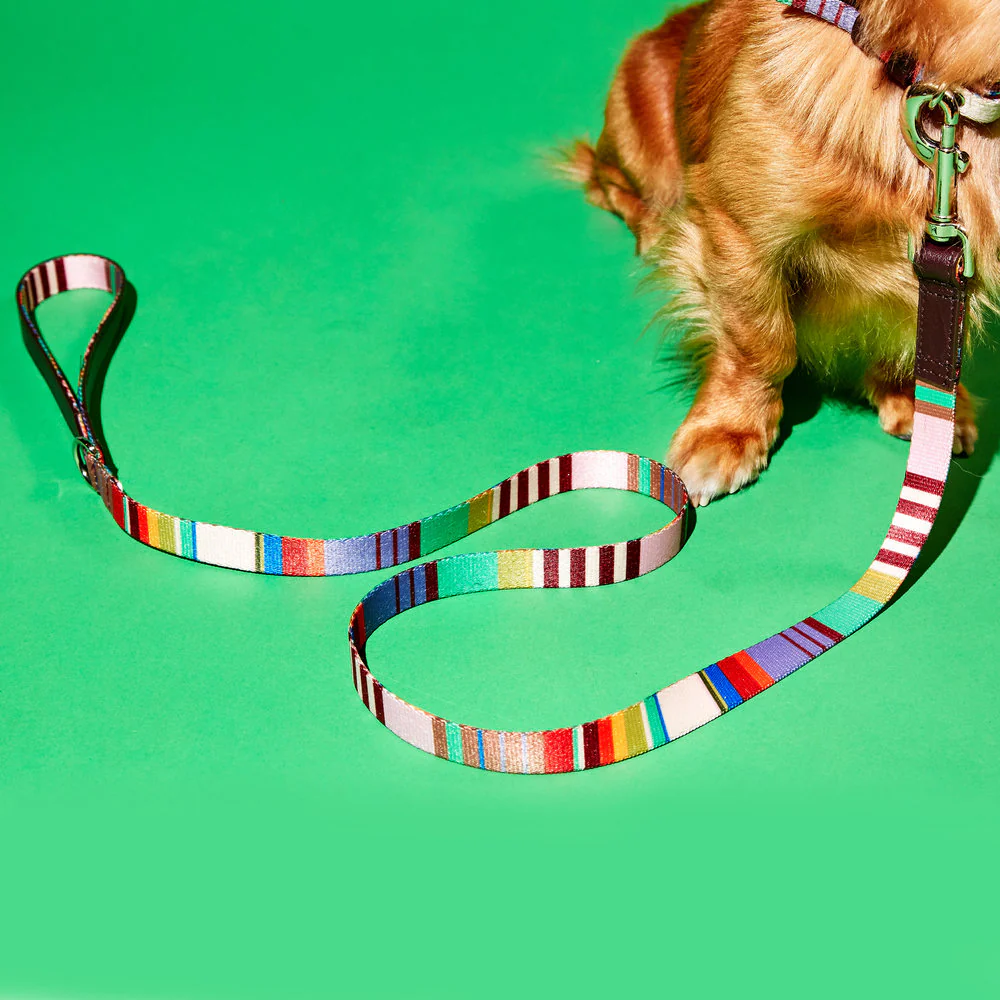 Striped Webbing Leash
