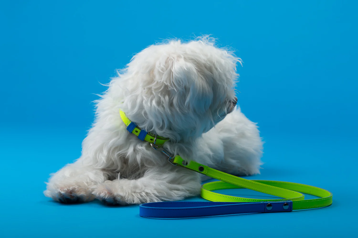 WARE of the DOG | Two Tone Leather Collar in Yellow / Blue - Image 2