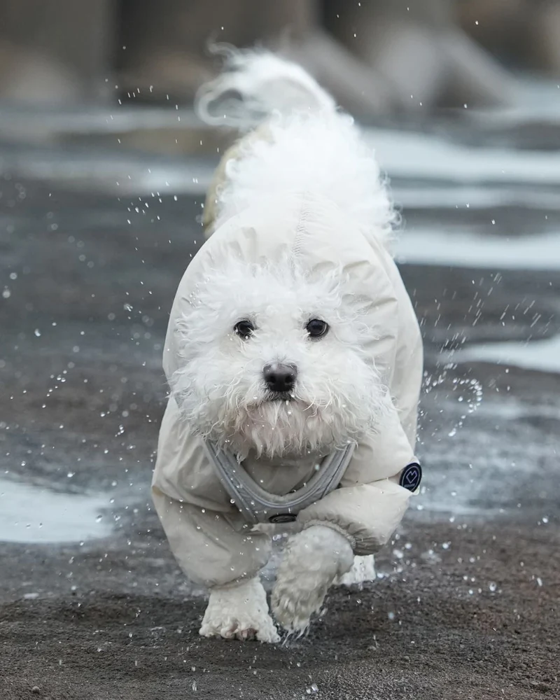 Waterproof Air Coverall for Dogs - Image 2