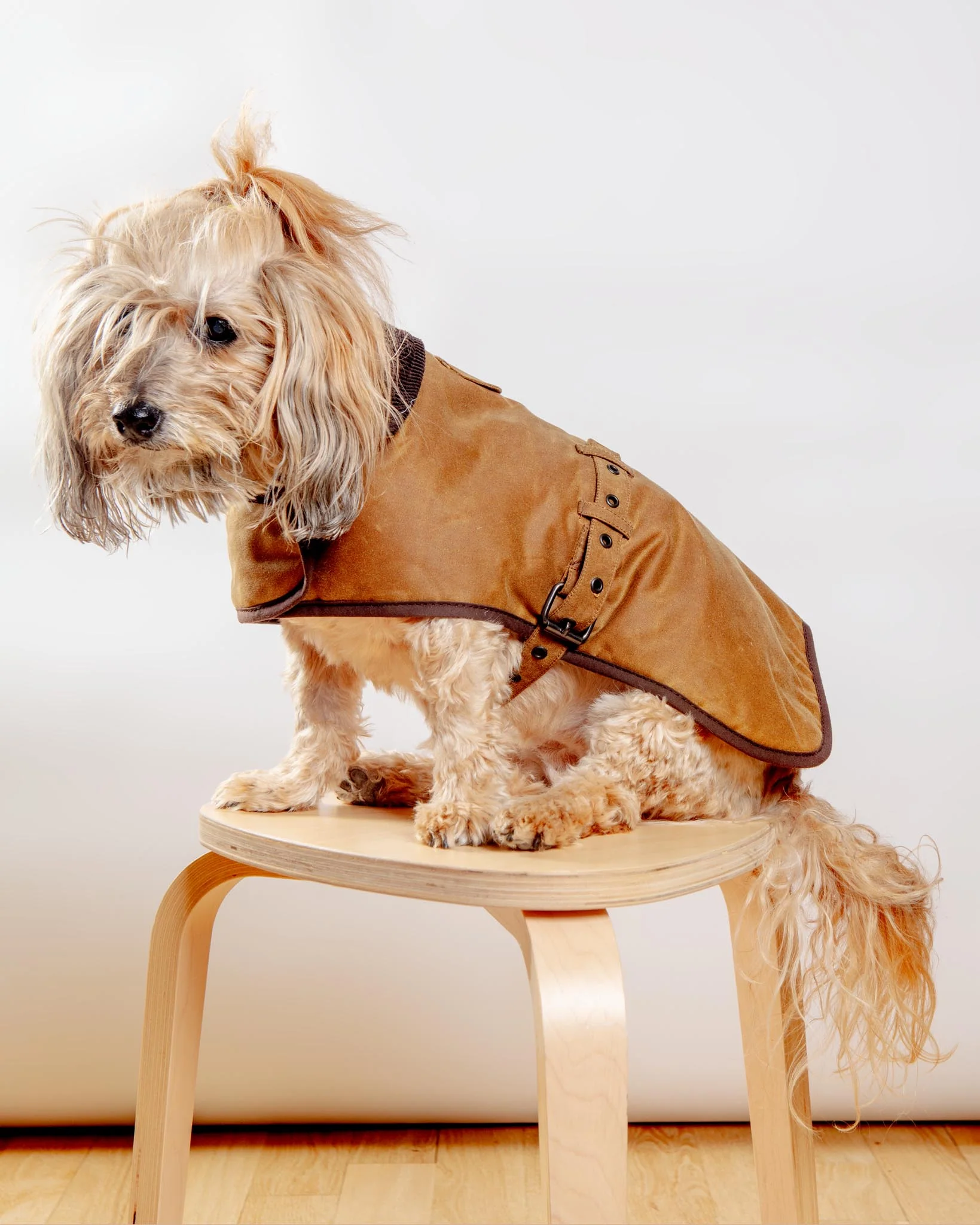 Wax Cotton All Weather Dog Jacket in Beige (FINAL SALE) - Image 4