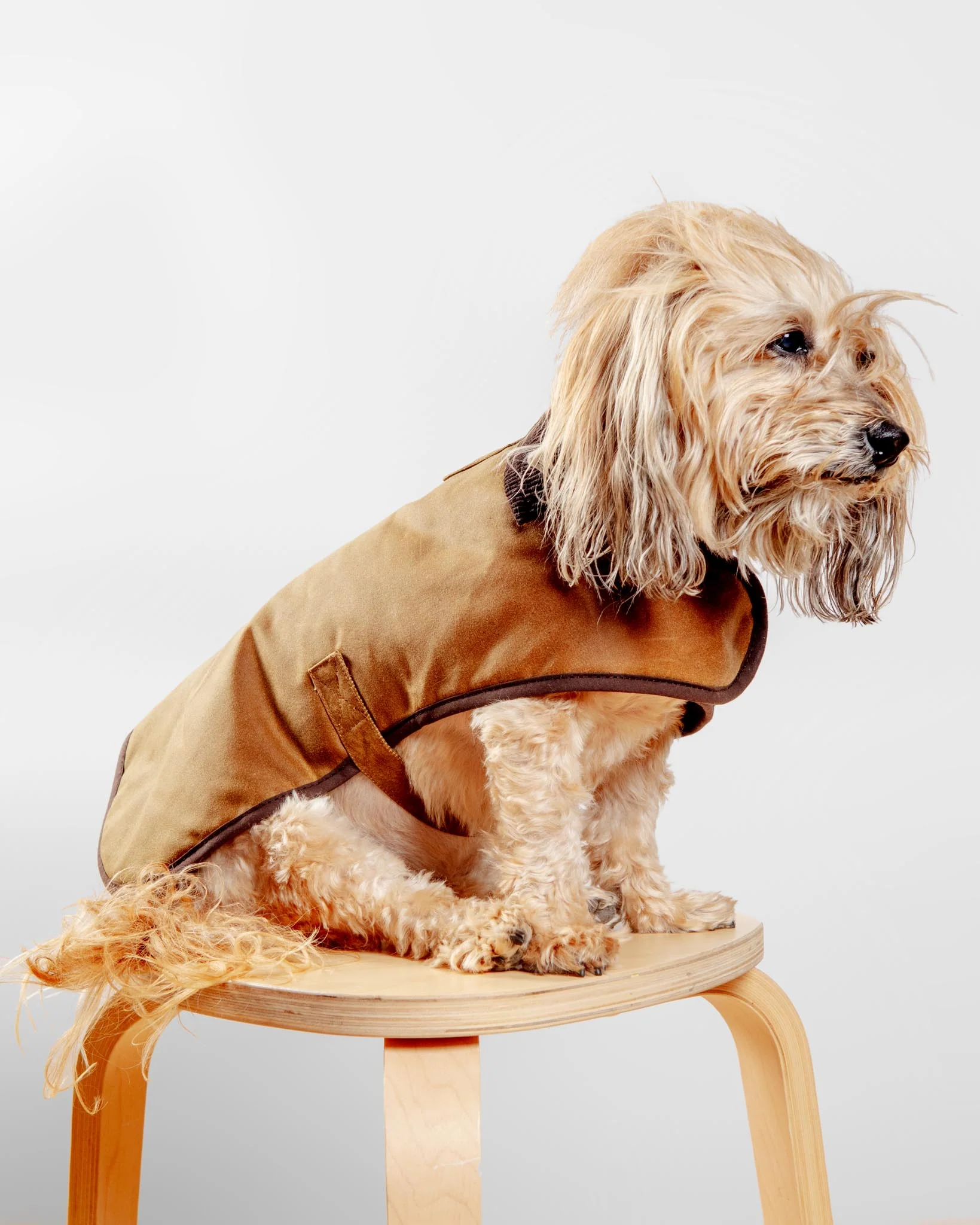 Wax Cotton All Weather Dog Jacket in Beige (FINAL SALE) - Image 5