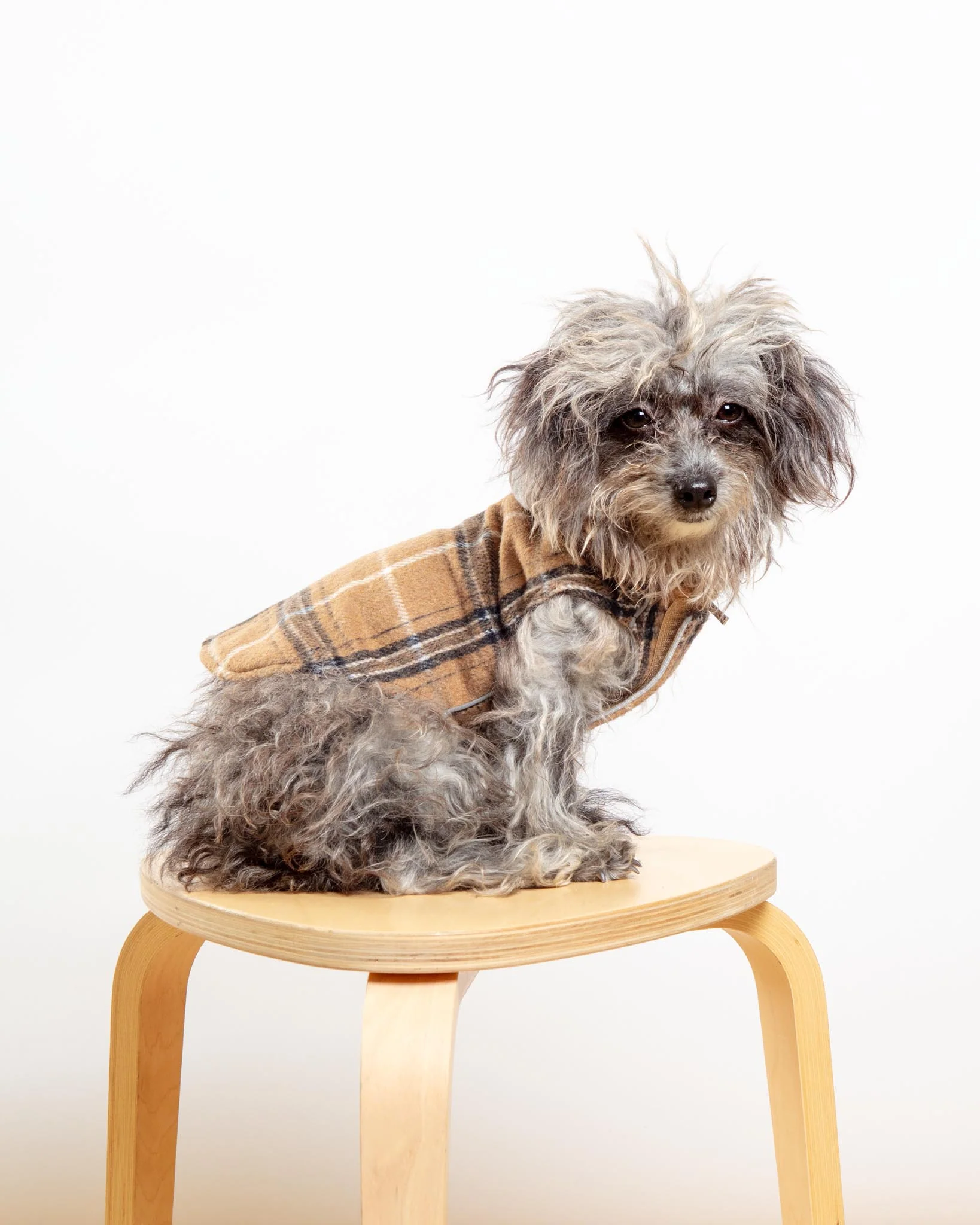 Weekender Flannel Sweatshirt Hoodie for Dogs - Image 2