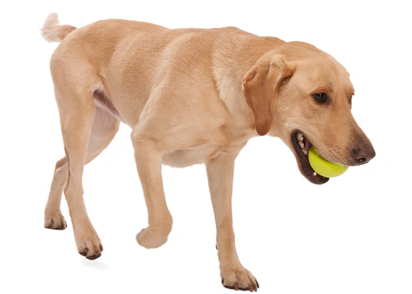 WEST PAW | Jive Dive Ball in Lime Green (2") - Image 3