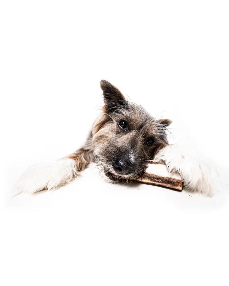 Bison Marrow Long-Lasting Chew Bones - Image 7