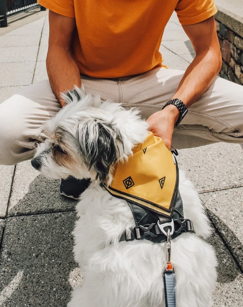 Mesa Cotton Dog Bandana (FINAL SALE) - Image 2