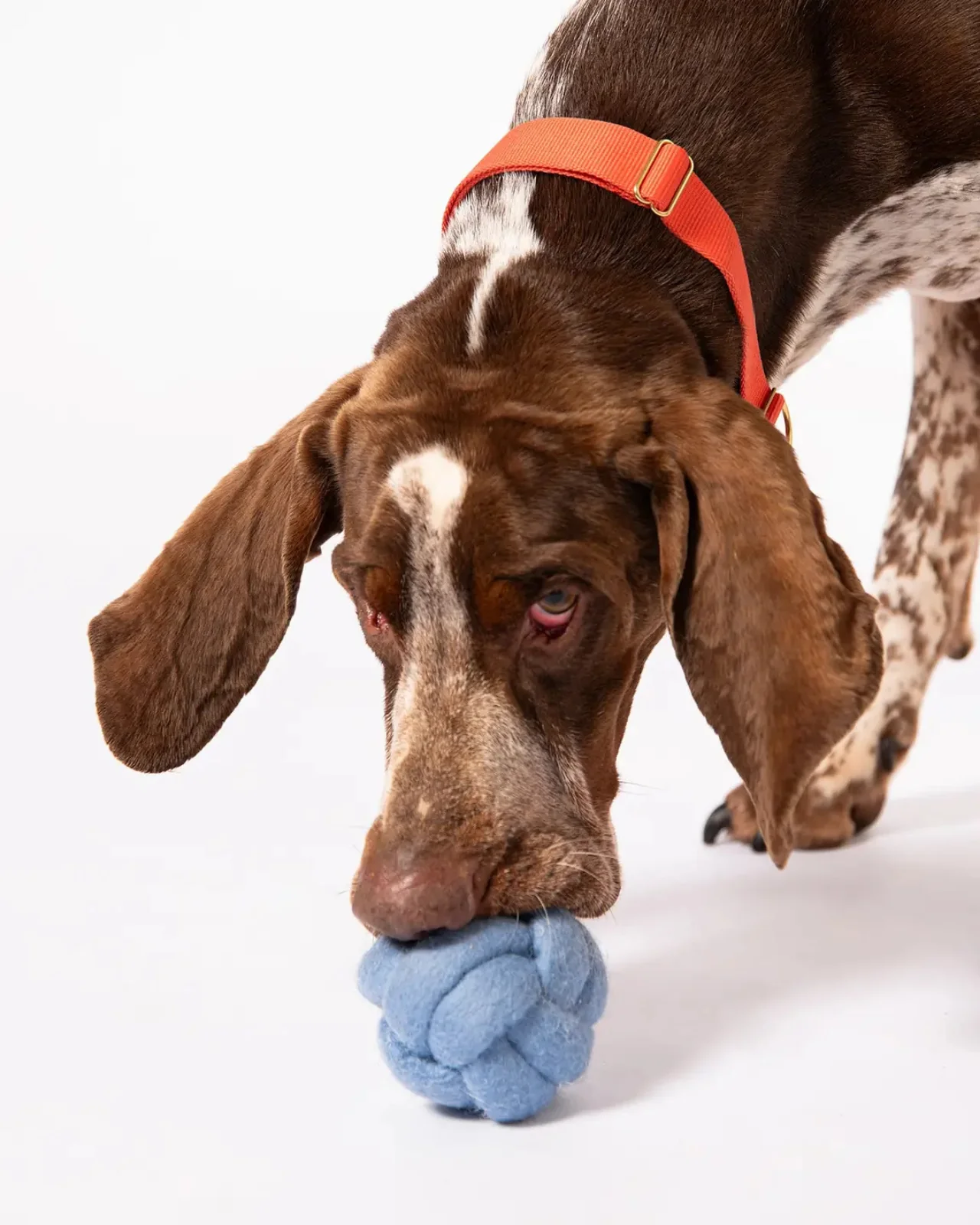 Wool Knot Today Felt Puzzle Dog Toy (FINAL SALE) - Image 4