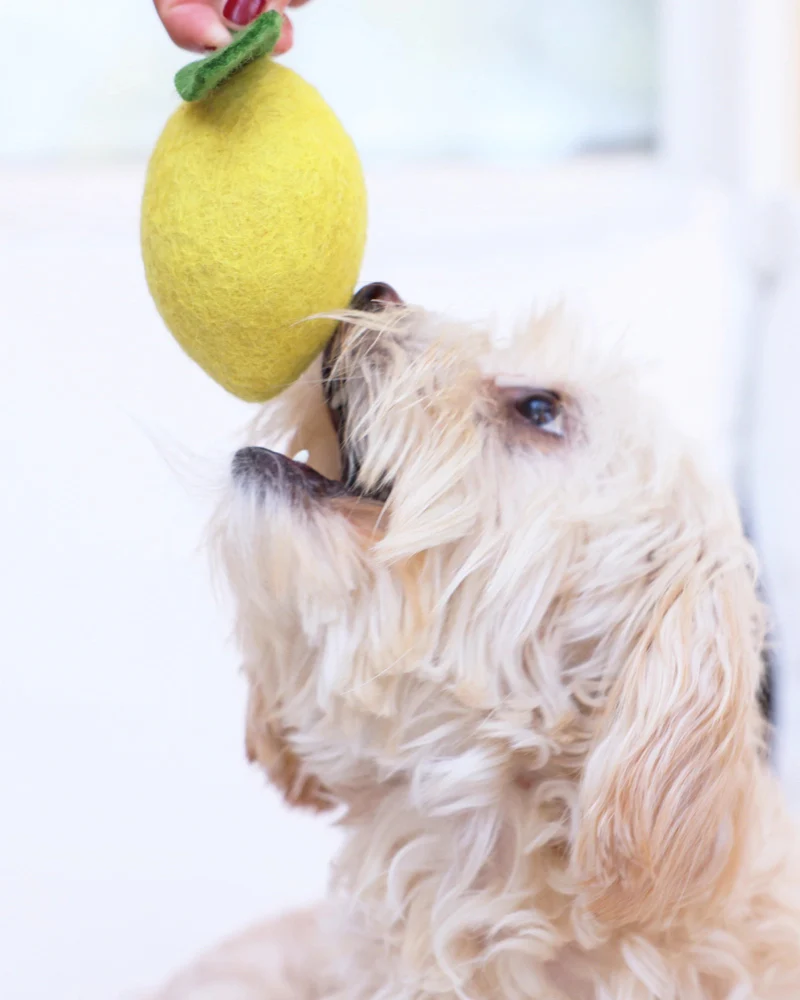 Wool Lemon Dog Toy - Image 3