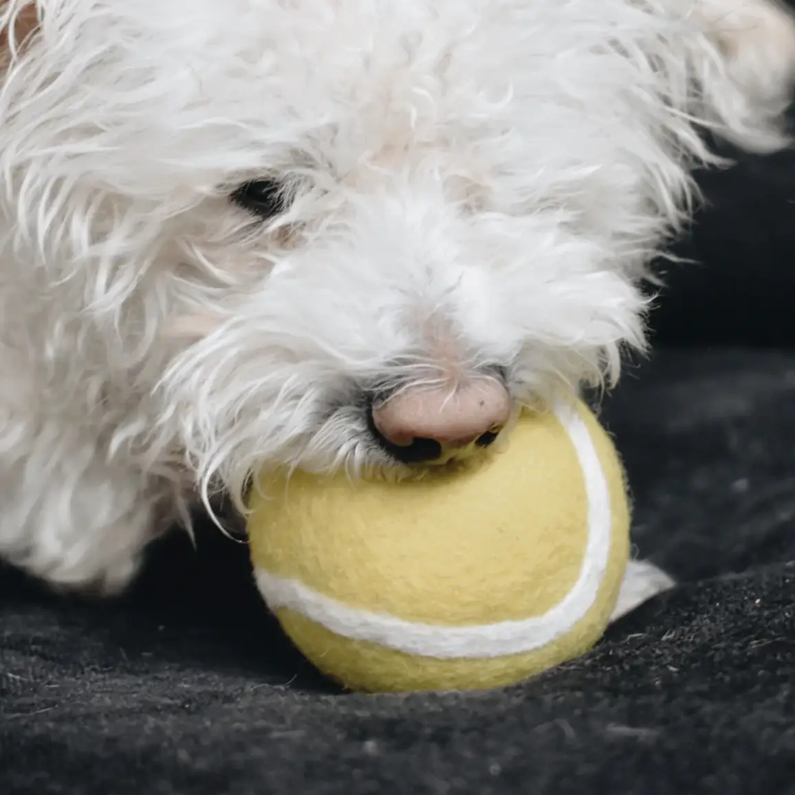 Wool Tennis Ball Dog Toy (FINAL SALE) - Image 5