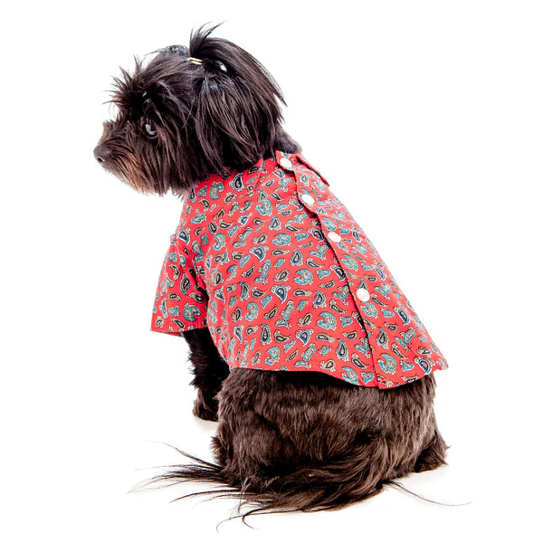 WORTHY DOG | Red Paisley Shirt - Image 3