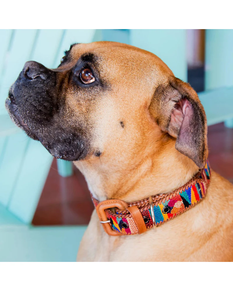 Woven & Leather Dog Collar