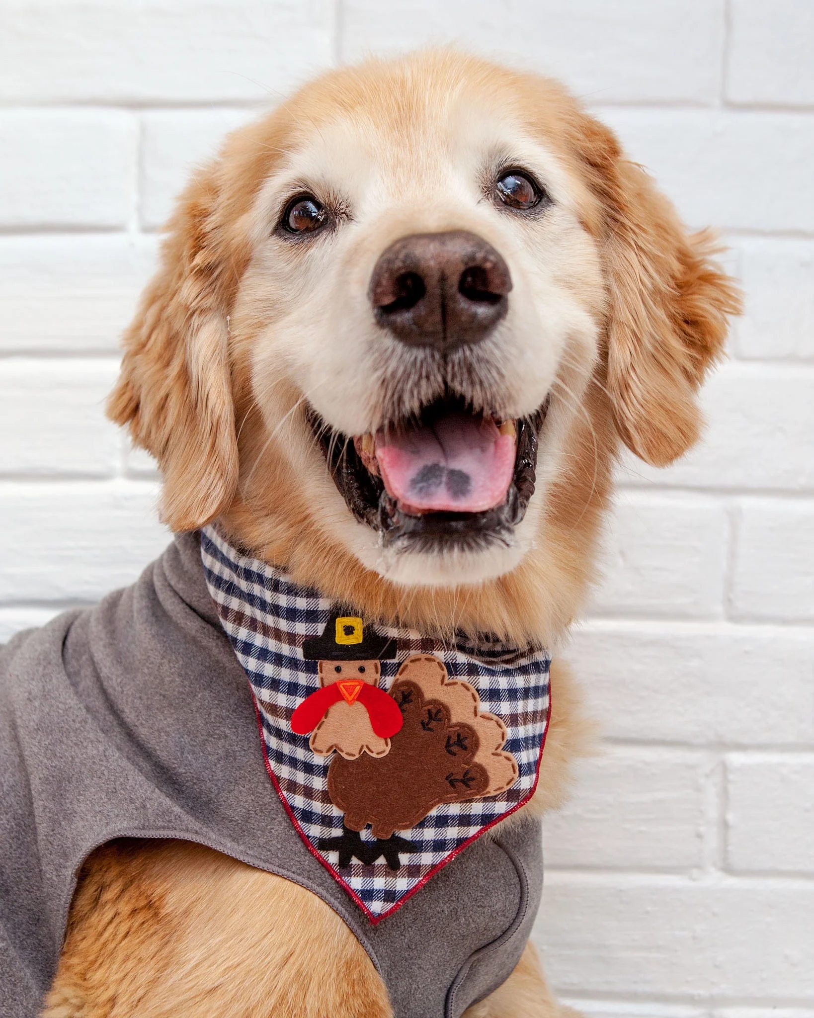Yappy Turkey Day Thanksgiving Bandana - Image 2