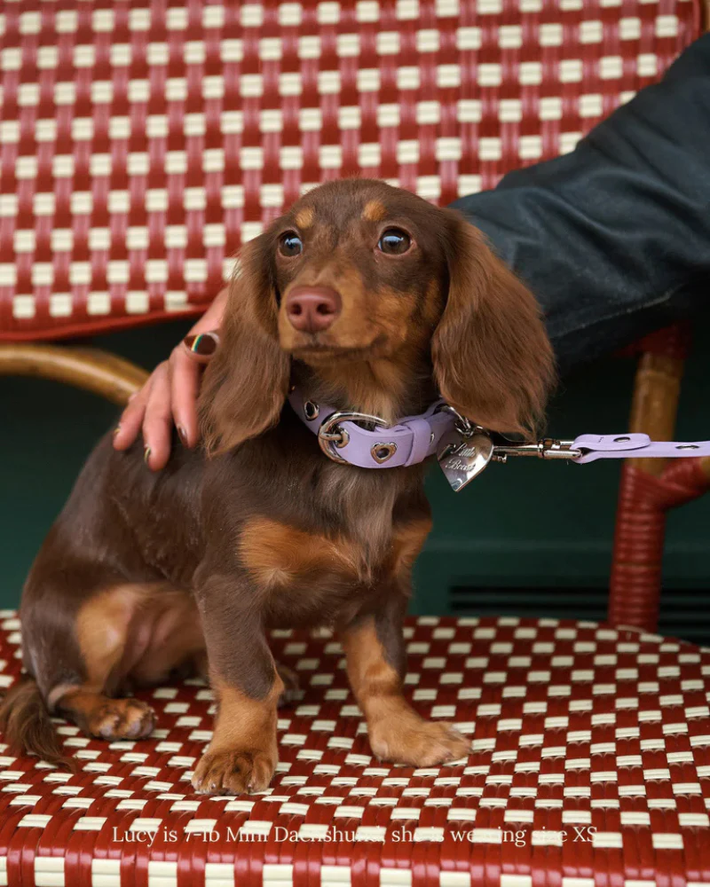 You Mean The World To Me Dog Collar in Lilac - Image 2