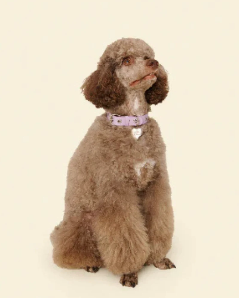 You Mean The World To Me Dog Collar in Lilac - Image 4