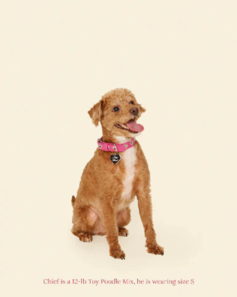 You Mean The World To Me Dog Collar in Peony - Image 5