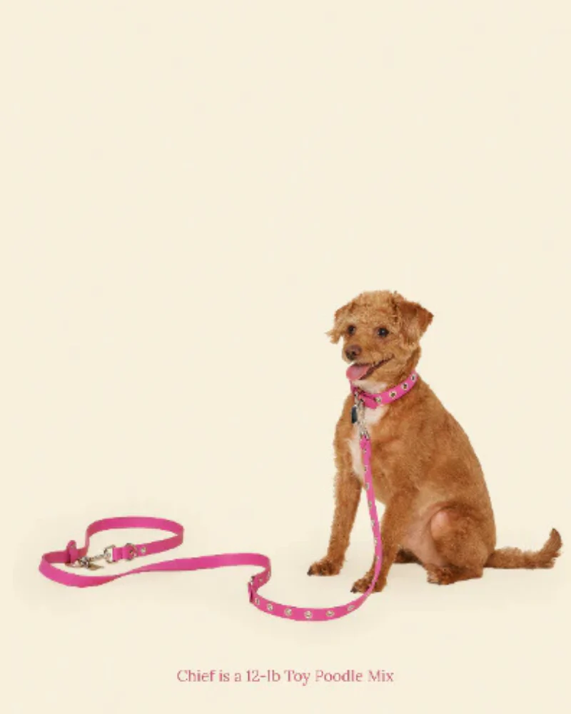 You Mean the World To Me Dog Leash in Peony - Image 4